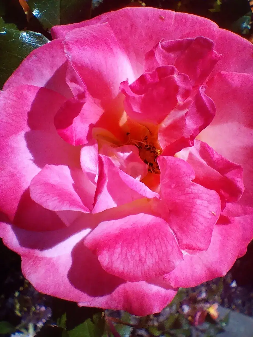 A close-up shot of a flower