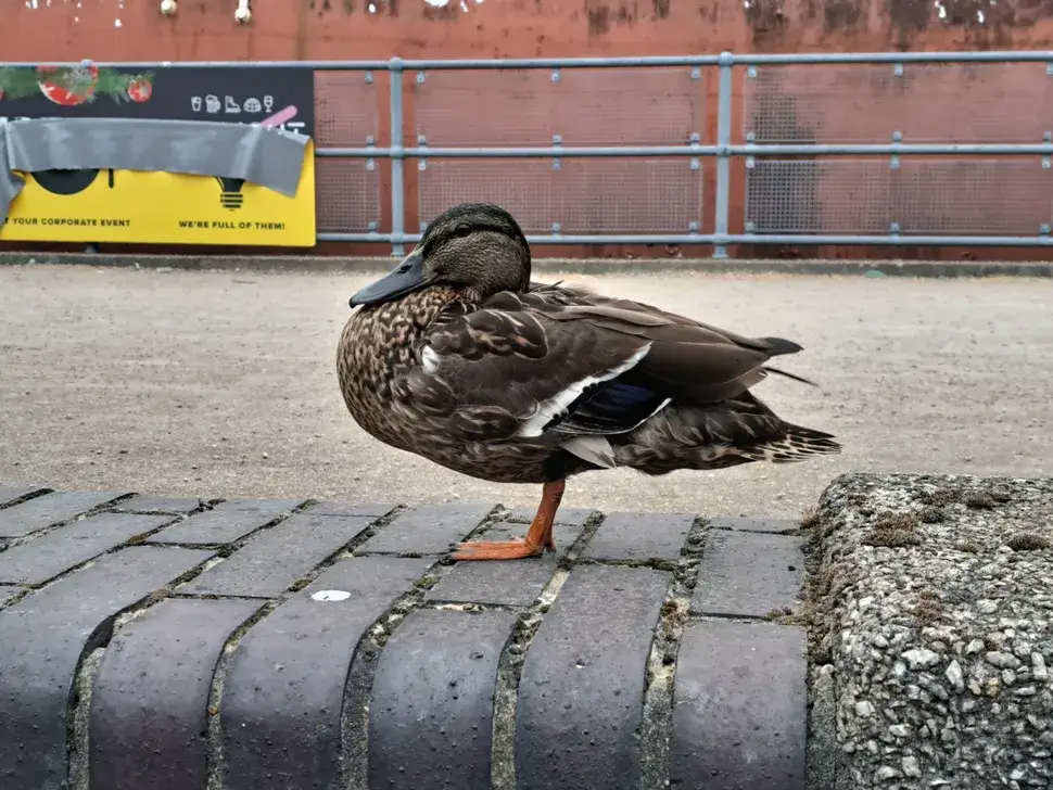 A standard picture of a duck.