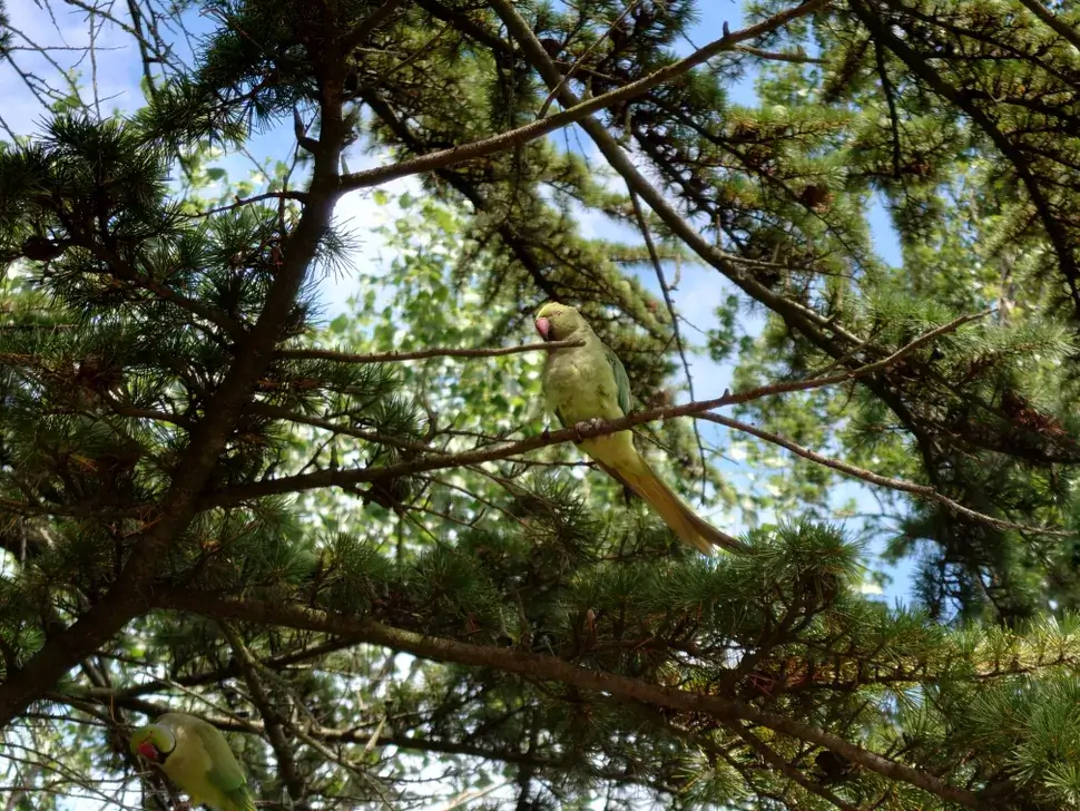 This photo of a parakeet uses the optical zoom to close the gap and add some depth.