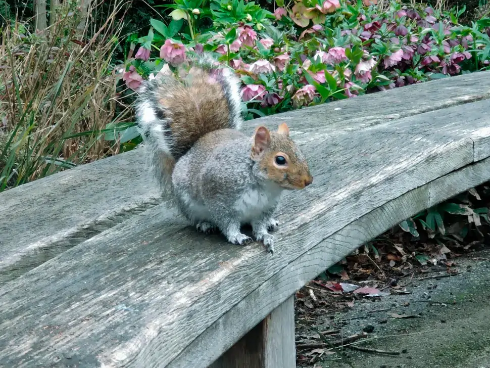 A 5x zoom shot of a squirrel