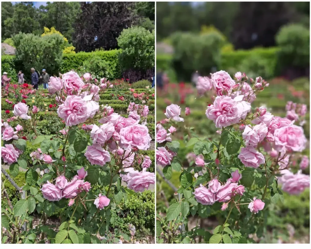 بررسی گوشی سامسونگ گلکسی ای 35 4 The regular shot of the rose bush on the left fared better than the portrait mode shot on the right, which struggled with what to blur.