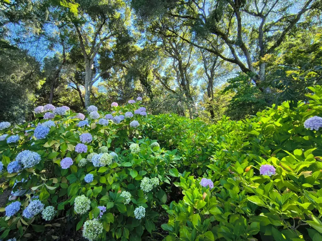 بررسی گوشی موتورولا ریزر 2024 4 An image of hydrangeas shot in .5x zoom.