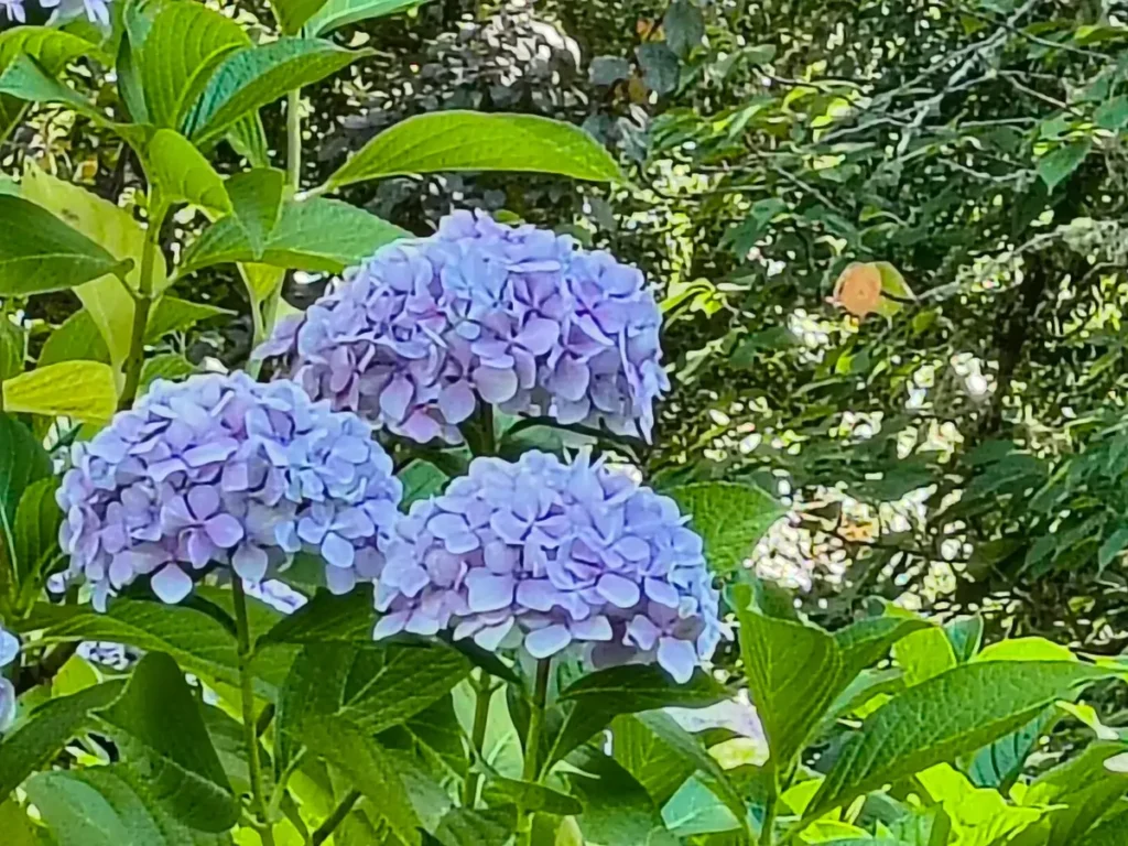 بررسی گوشی موتورولا ریزر 2024 7 And lastly, hydrangeas shot at 10x digital zoom. You can see the image isn't very clear.