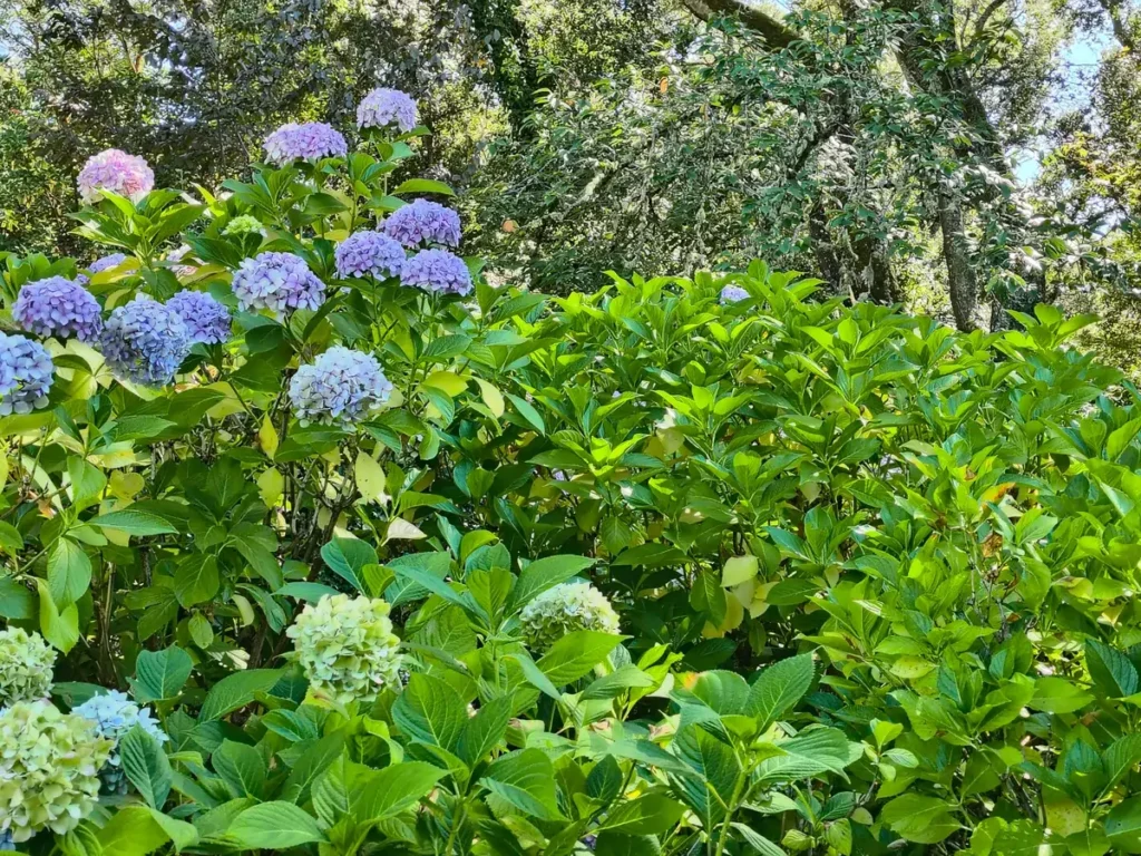 بررسی گوشی موتورولا ریزر 2024 6 Hydrangeas in 2x zoom.