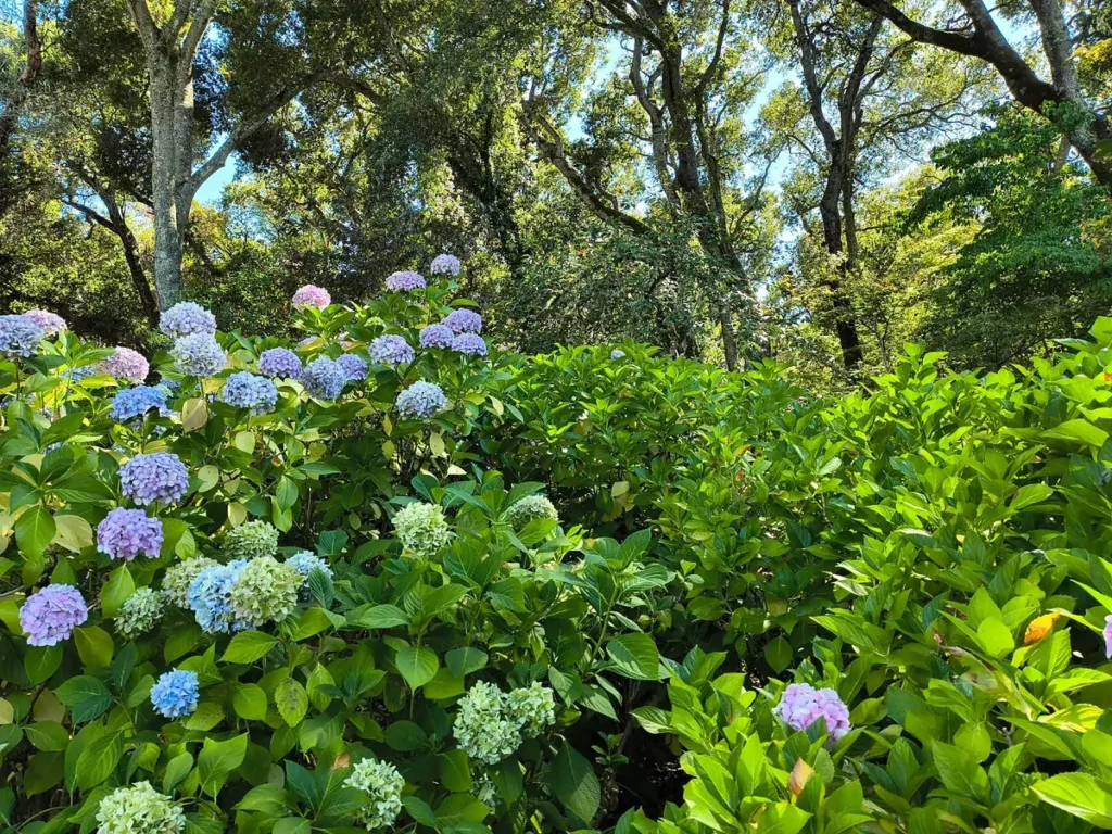 بررسی گوشی موتورولا ریزر 2024 5 Hydrangeas shot in 1x zoom.