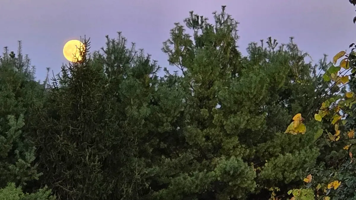 عکس گرفته شده با سامسونگ گلکسی زد فولد ۷