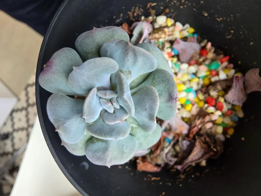 بررسی گوشی گلکسی اس 25 اولترا 10 Because the ultrawide camera gets a higher resolution sensor, macro photos, like of this succulent plant, have even more detail and textures.