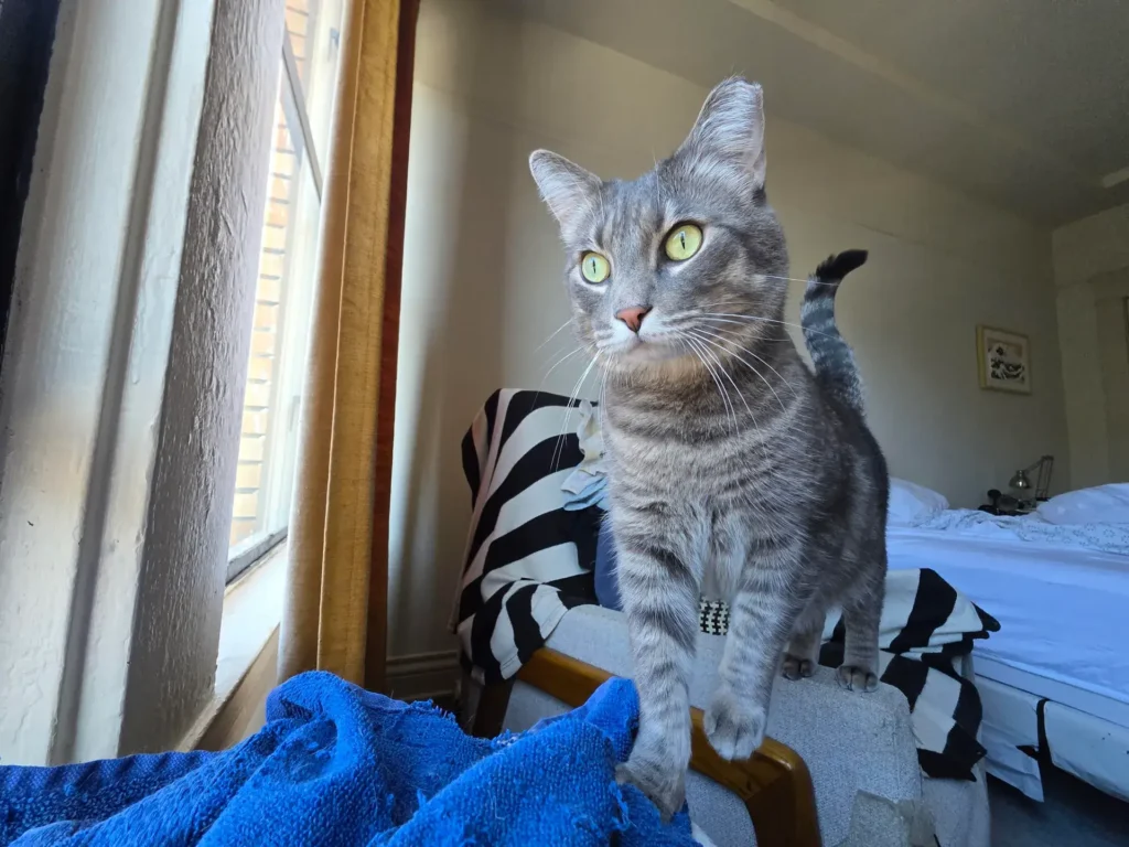 بررسی گوشی گلکسی اس 25 اولترا 12 The S25 Ultra's ultrawide gives Peebles the cat a dramatic look as he moves to peer out the window.