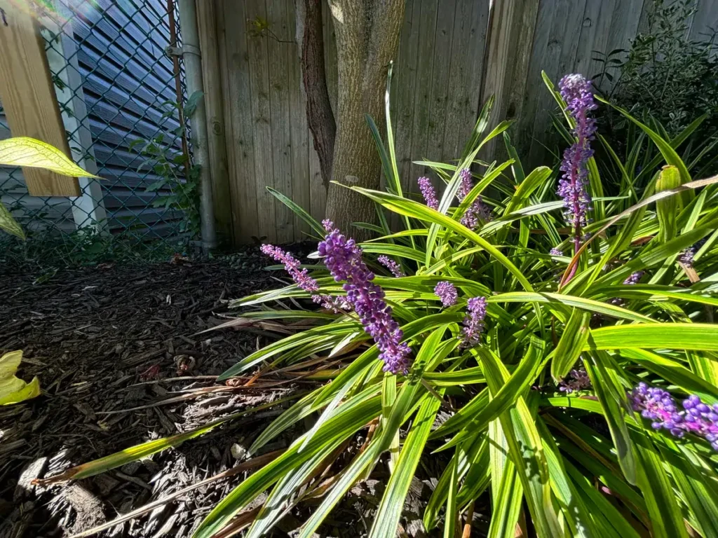 آیفون 16 ای در مقابل آیفون 15 7 iPhone 15 camera sample