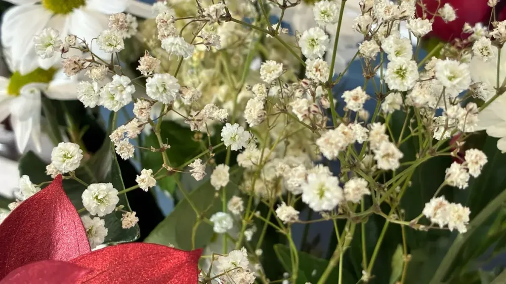 آیفون 16 ای در مقابل آیفون 15 8 iPhone 16e camera sample