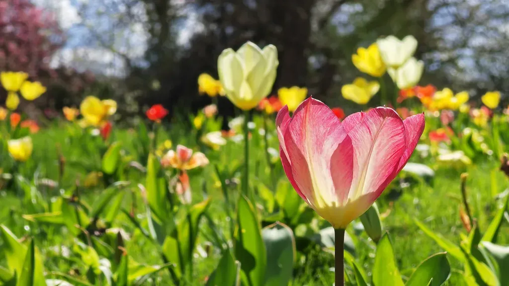 بررسی آنر مجیک ۵ پرو: دوربین‌ها