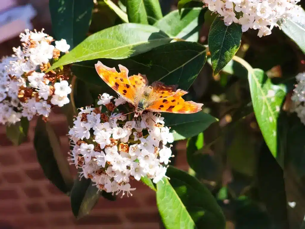 دوربین‌های ناتینگ فون (3a)