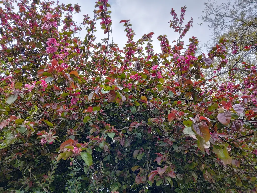 دوربین‌های نوبیا فلیپ 5G