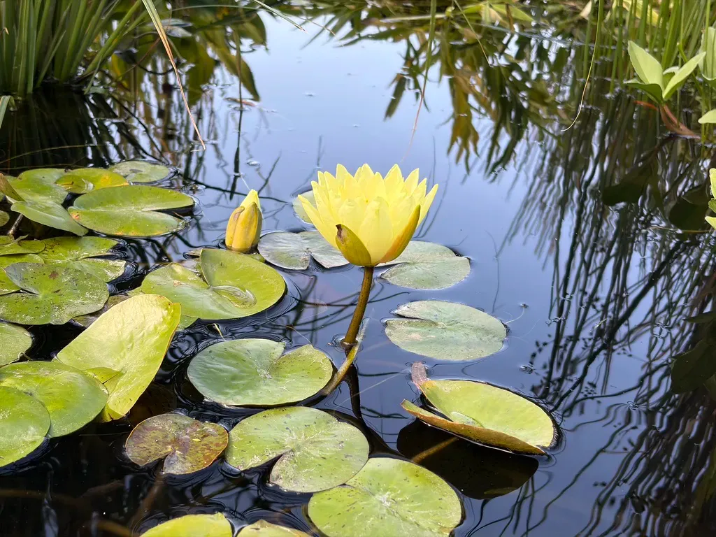 نمونه‌ی دوربین