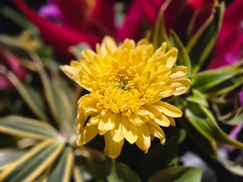 بررسی سامسونگ گلکسی S25 FE: نمونه‌ دوربین