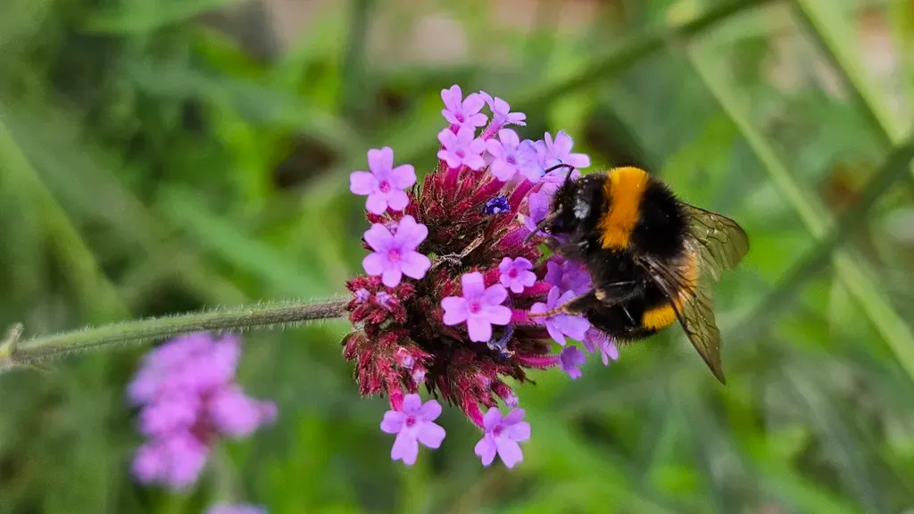 بررسی سامسونگ گلکسی زد فلیپ ۵: دوربین‌ها