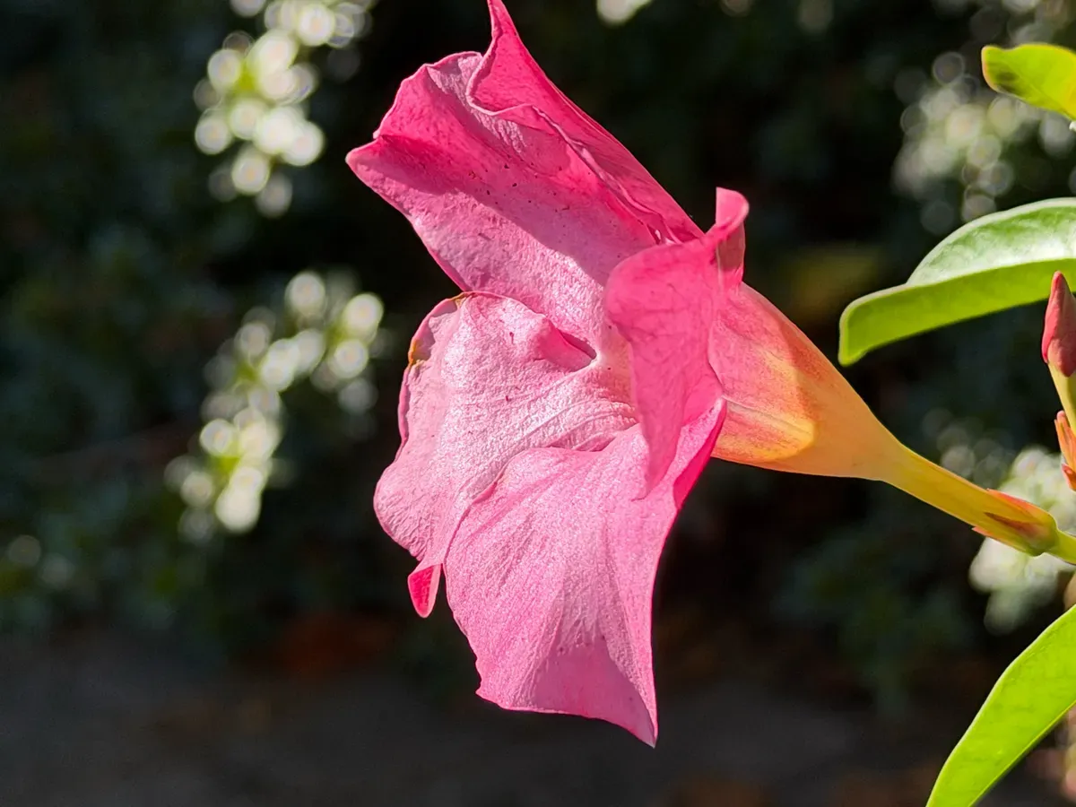 بررسی اپل آیفون ۱۷ پرو مکس: دوربین‌ها