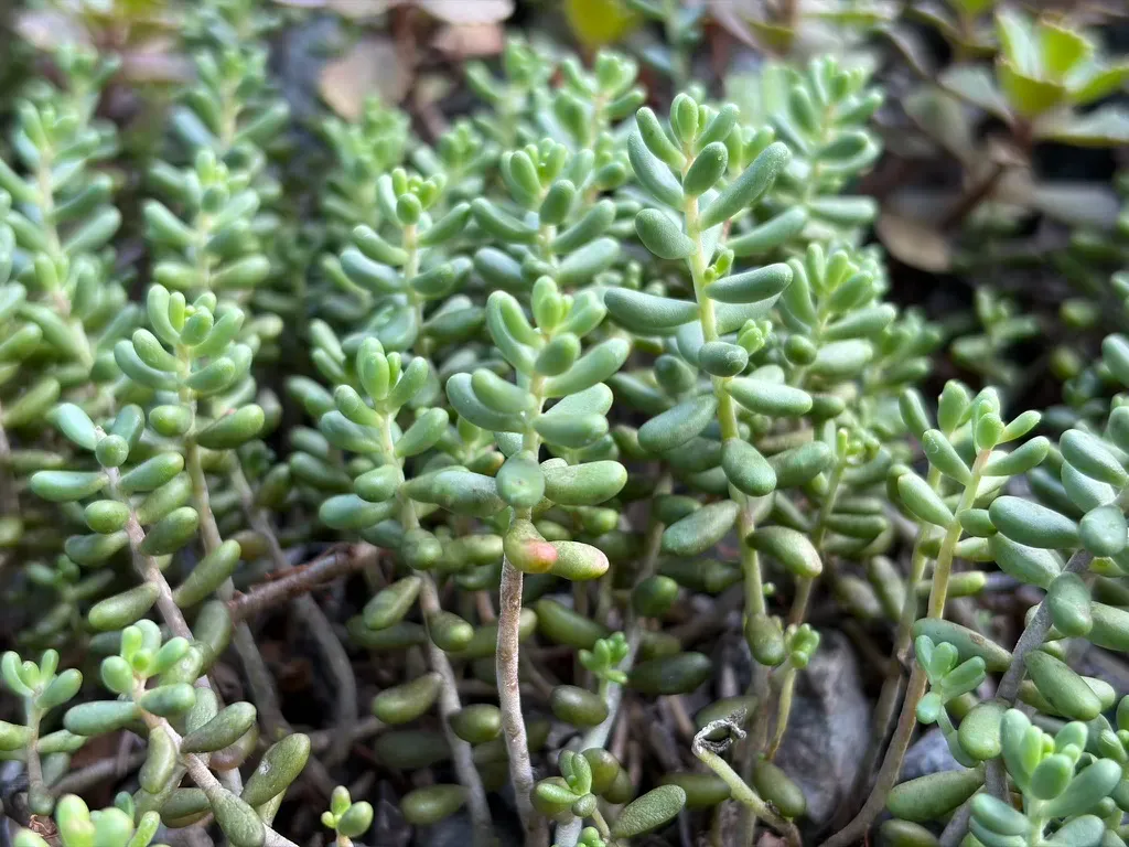 نمونه تصویر دوربین آیفون ۱۷