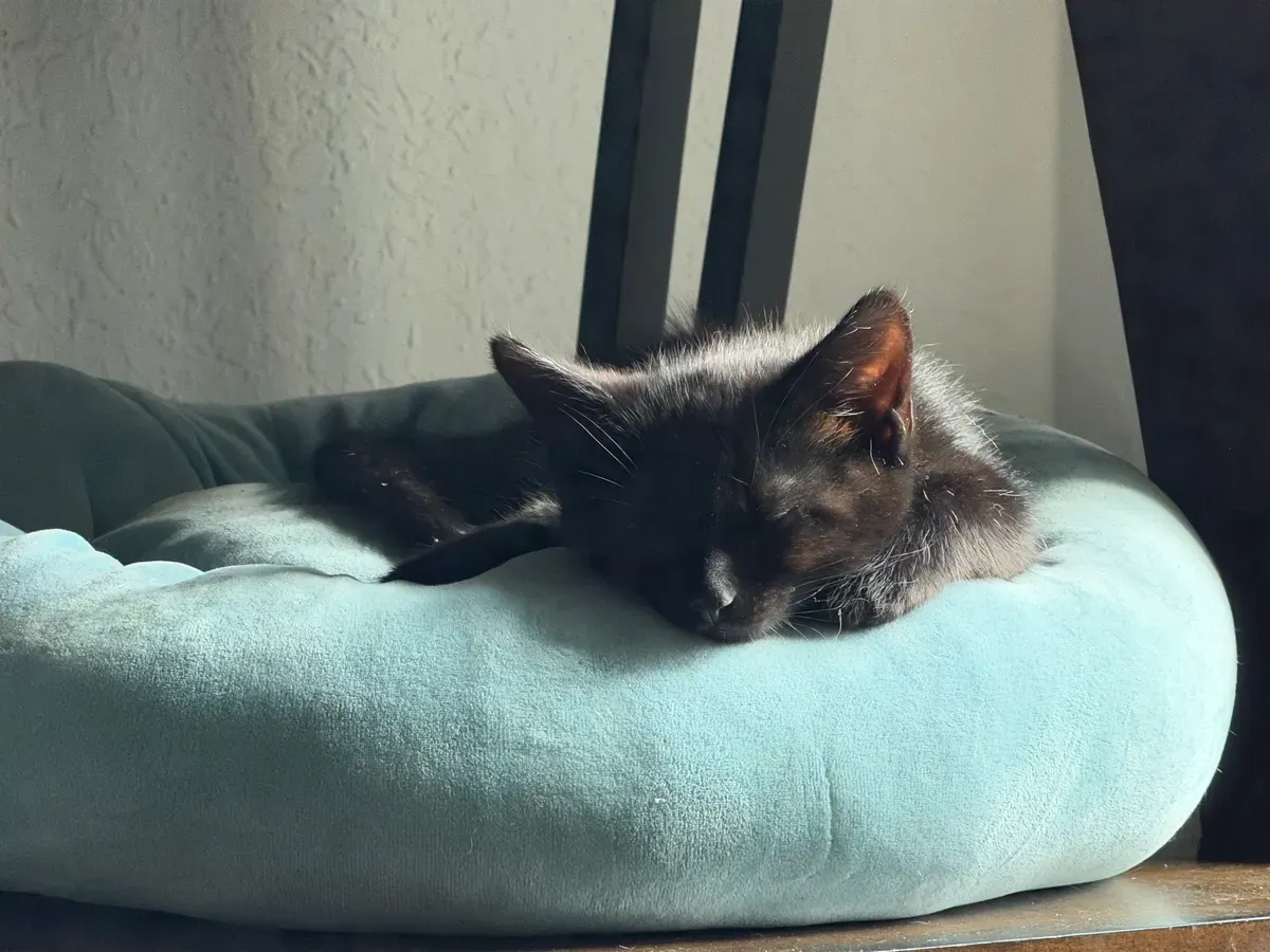 نمونه تصویر دوربین آیفون ۱۷ پرو مکس اپل