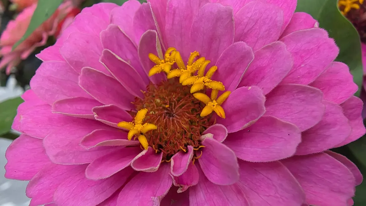 نمونه تصویر دوربین سامسونگ گلکسی زد فولد ۷