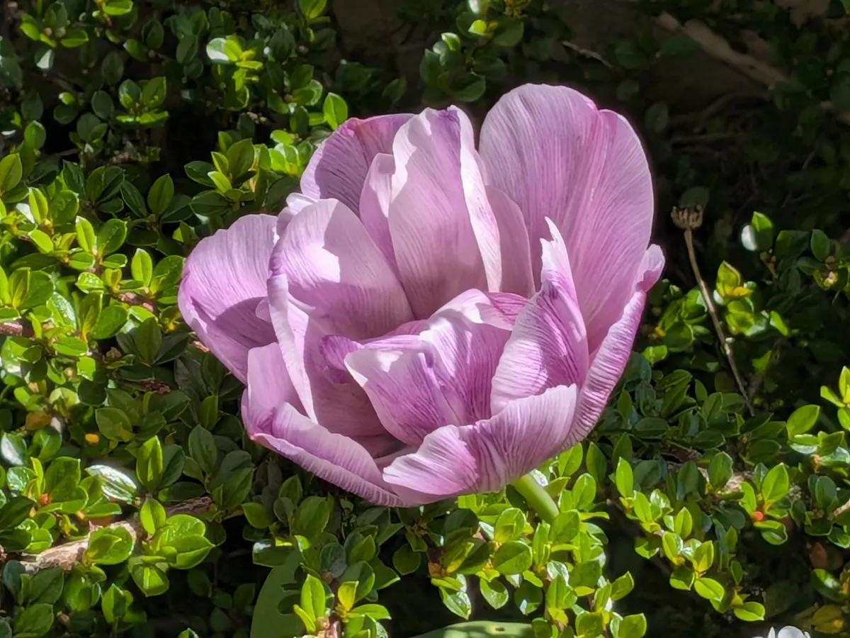 Google Pixel 10a camera sample