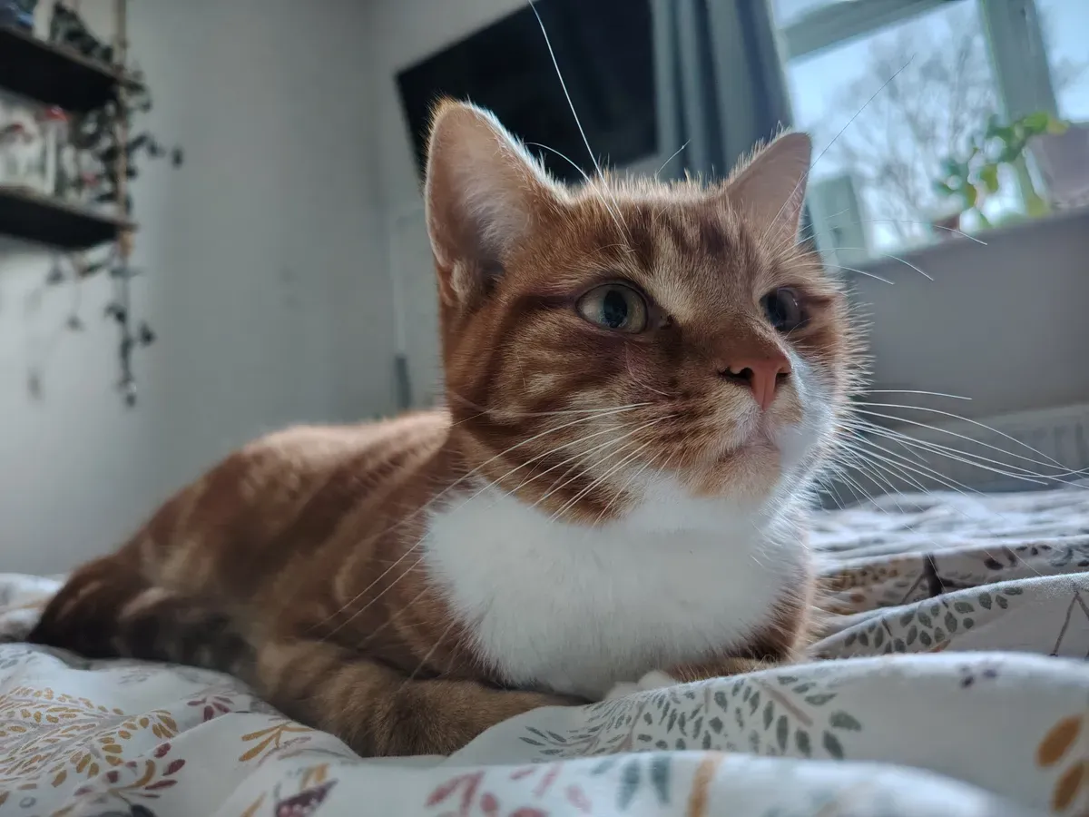 بررسی Honor Magic 8 Lite: نمونه تصویر دوربین