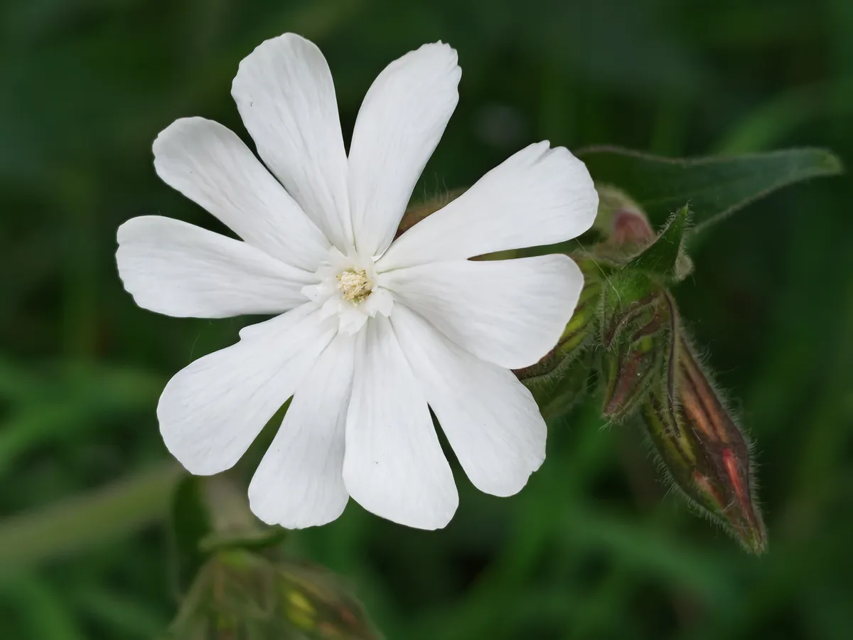 Honor 600 review cameras-1