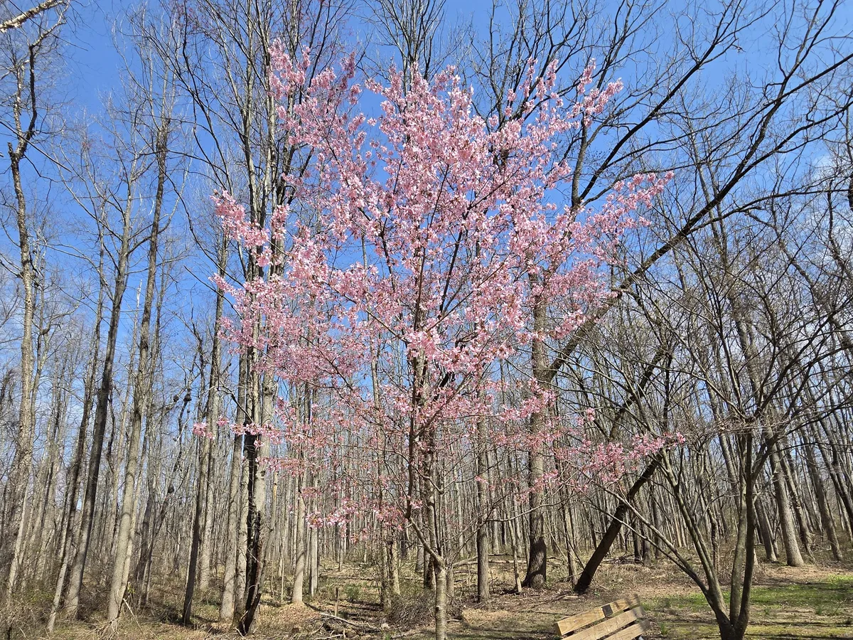 Samsung Galaxy S26 Plus review camera sample