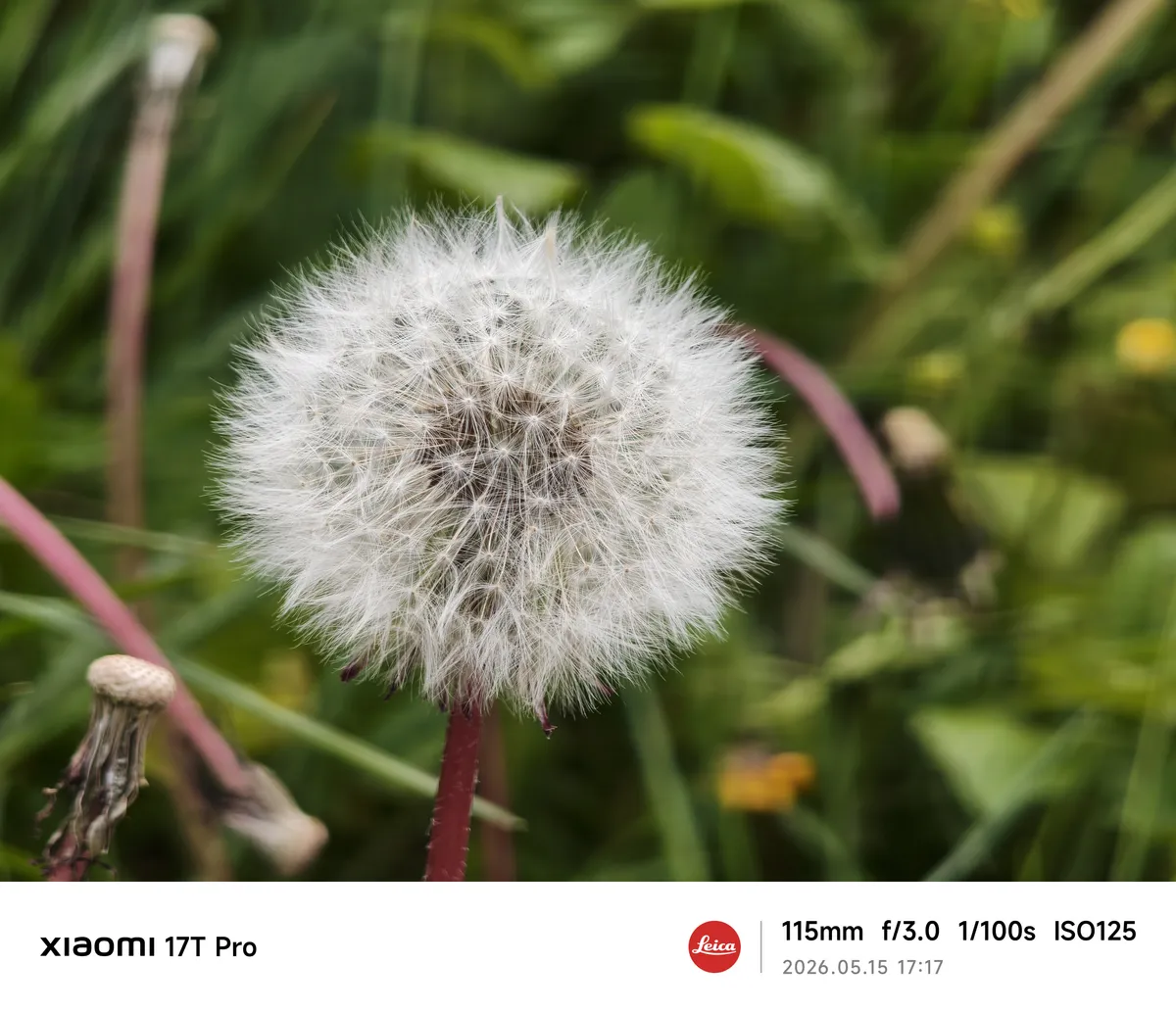 Xiaomi 17 review Camera sample